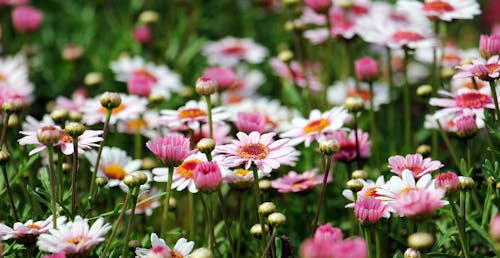 Group of White and Orange Petal Flower