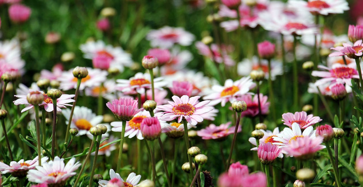 무료 흰색과 주황색 꽃잎 꽃의 그룹 스톡 사진