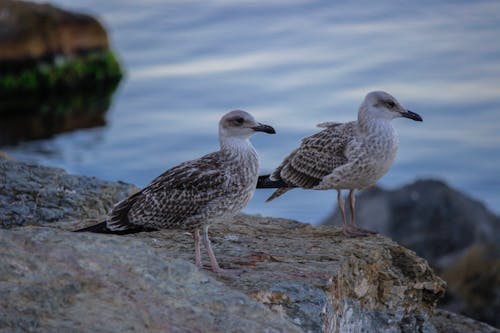 Seagulls on a Rock