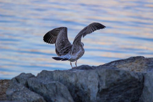 免费 動物, 棲息, 欧洲鲱鸥 的 免费素材图片 素材图片