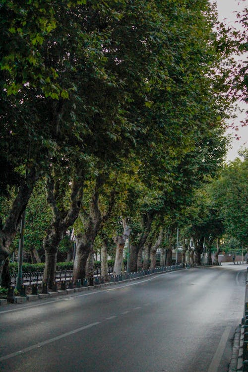 Free A Road Lined with Trees Stock Photo