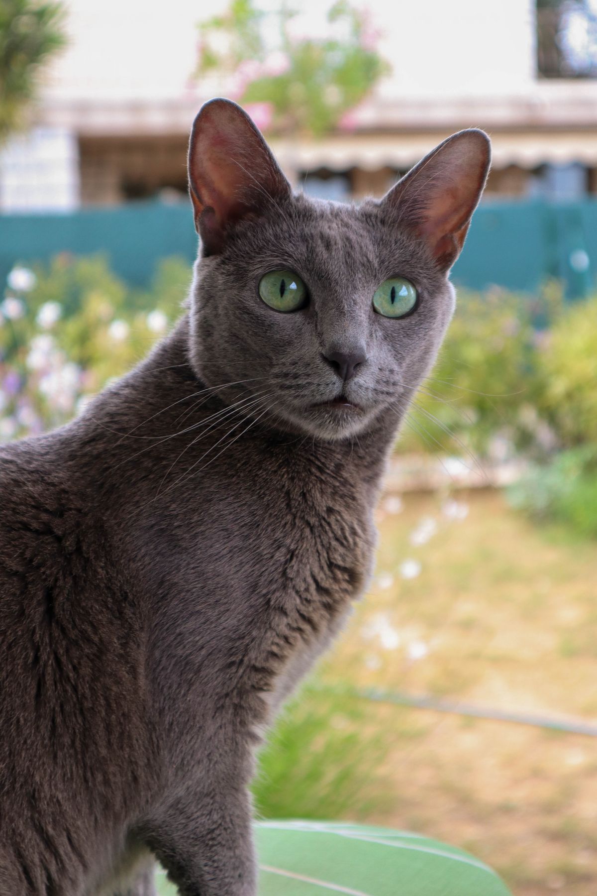 Chat bleu russe au poil gris bleuté dense et aux yeux verts, en extérieur