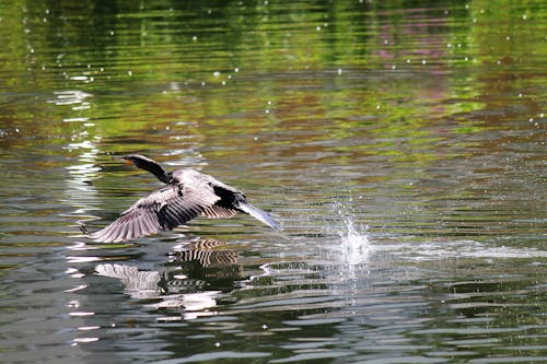 A Neotropic Cormorant Flying Above Water
