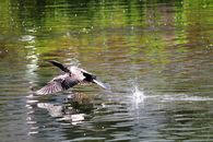 A neotropic cormorant gracefully skims over a reflective lake surface in France.