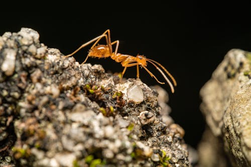 Δωρεάν στοκ φωτογραφιών με γκρο πλαν, έντομο, μυρμήγκι Φωτογραφία από στοκ φωτογραφιών
