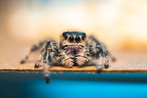 Free Close-up macro shot highlighting the vivid details and textures of a jumping spider on a surface. Stock Photo