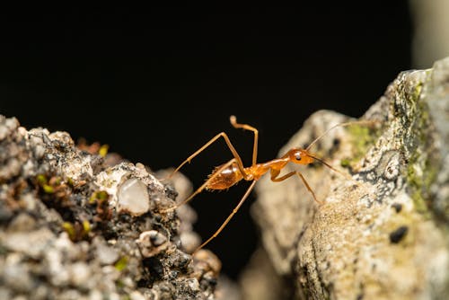 Kostnadsfri bild av insekt, insektsfotografering, myra