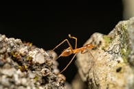 Ant in Close Up Photography
