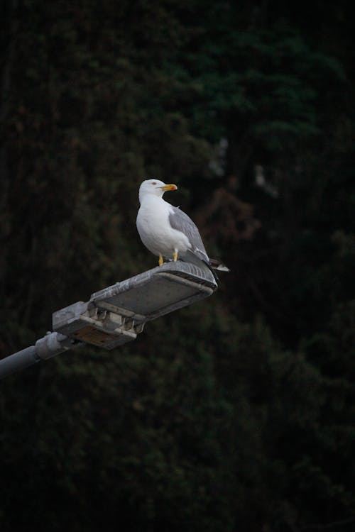 Free Caspian Gull Perched on a Street Lamp Stock Photo