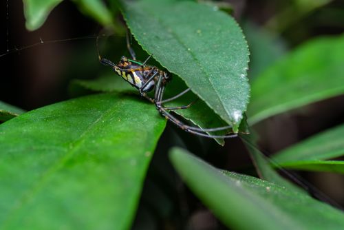 Free Detailed shot of an orchard spider resting on green leaves in a natural setting. Stock Photo