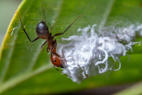 Kostnadsfri bild av insekt, insektsfotografering, myra