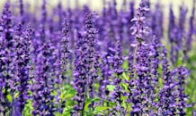 一片充满活力的薰衣草花在日光下盛开，令人惊叹