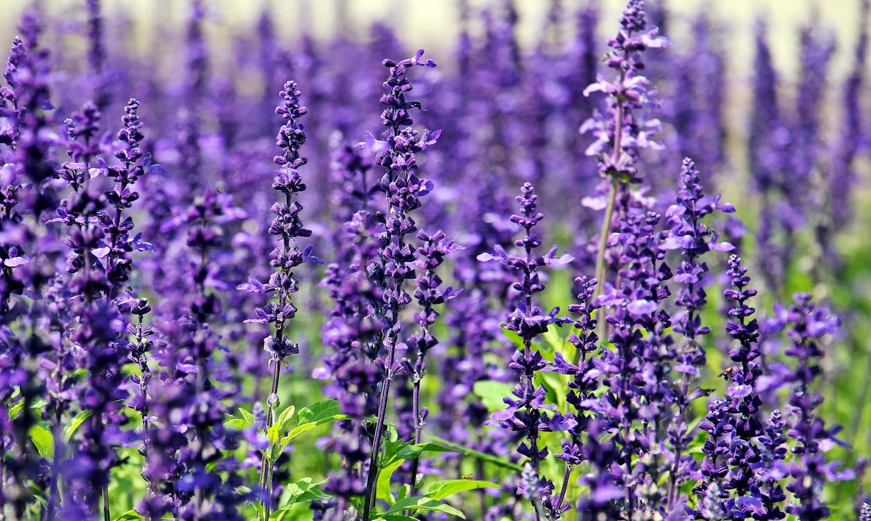 Purple Petal Flower