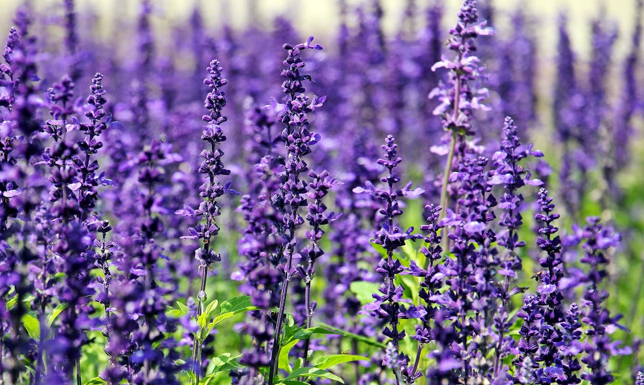 Free Purple Petal Flower Stock Photo