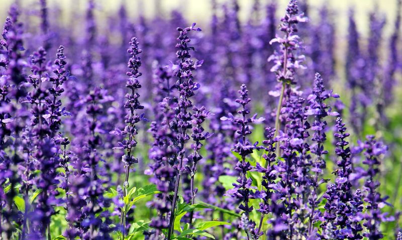 Purple Flower Field Photos, Download The BEST Free Purple Flower Field ...