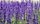 lavender field