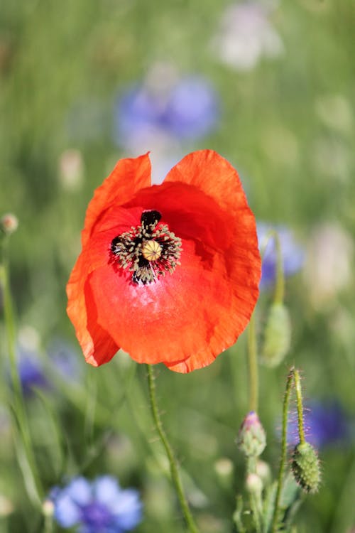 Fotos de stock gratuitas de amapola, de cerca, flor roja