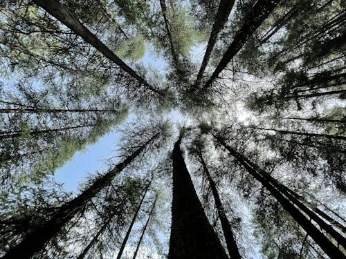 bezplatná Základová fotografie zdarma na téma les, stromy, větve stromu Základová fotografie