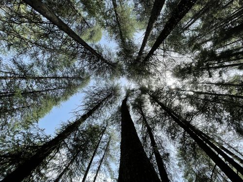 Free Low angle view of forest trees reaching towards the sky, showcasing nature's canopy. Stock Photo