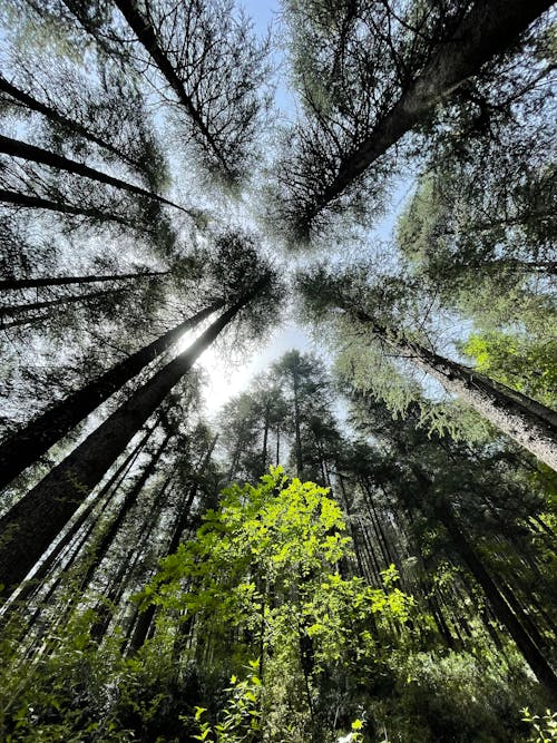 Gratuit Imagine de stoc gratuită din arbori, cer, codru Fotografie de stoc