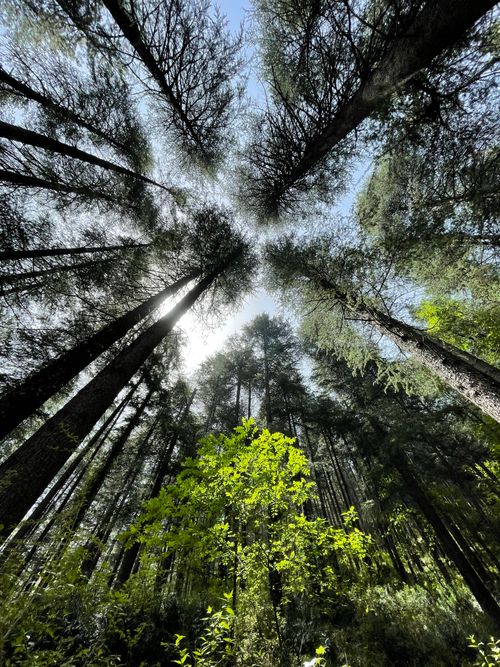 Free Low angle view of tall forest trees reaching towards a clear sky, capturing nature's grandeur. Stock Photo