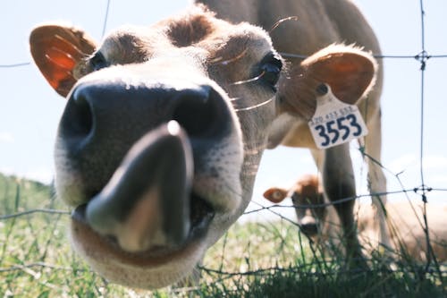 A Cattle's Head in Close-Up photography