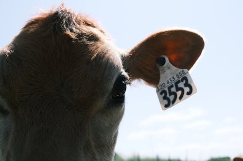 Kostenlos Kostenloses Stock Foto zu haustier, Jersey-Rinder, kopf Stock-Foto