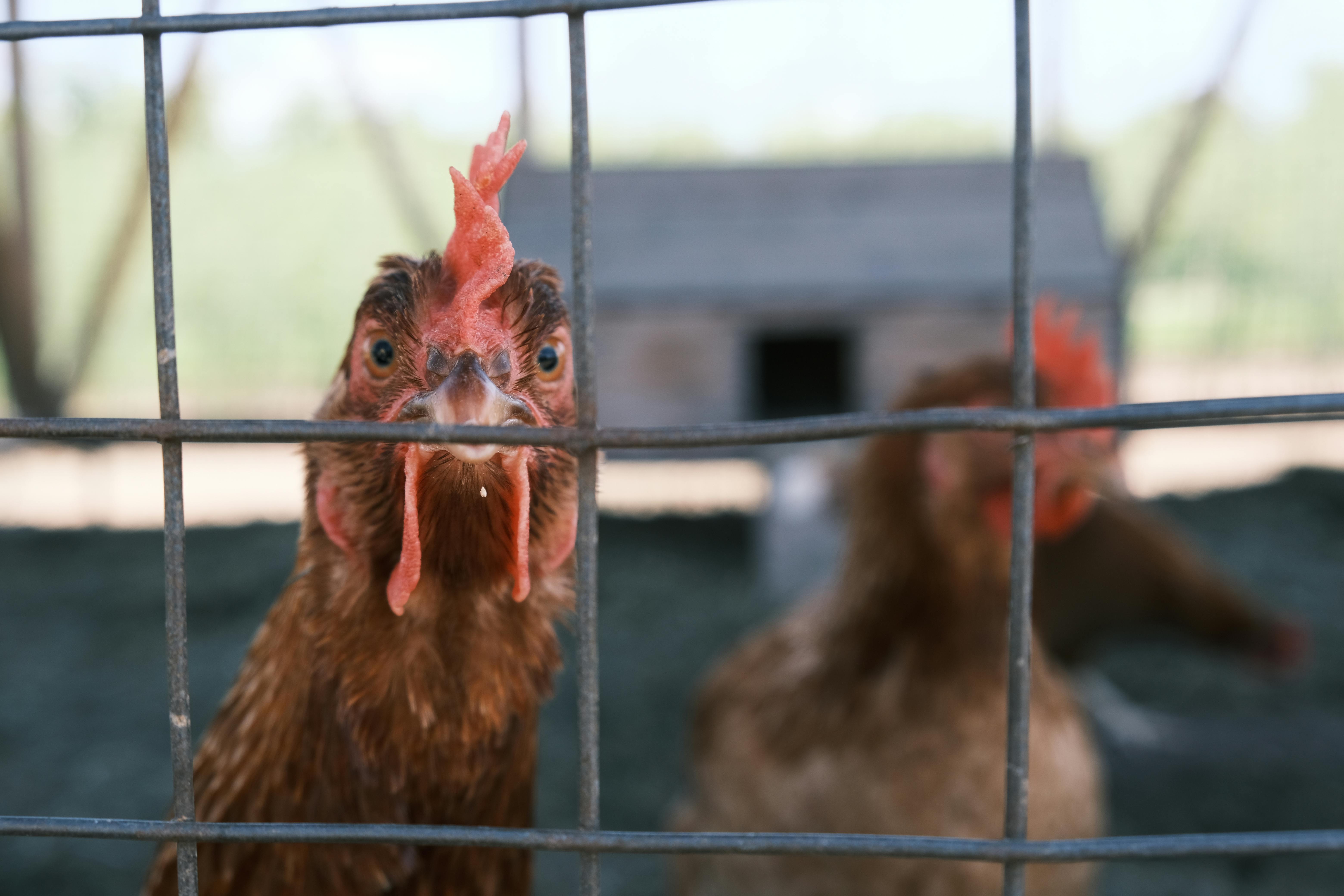 A group of chickens roaming freely in a grassy enclosure, with a modern barn in the background