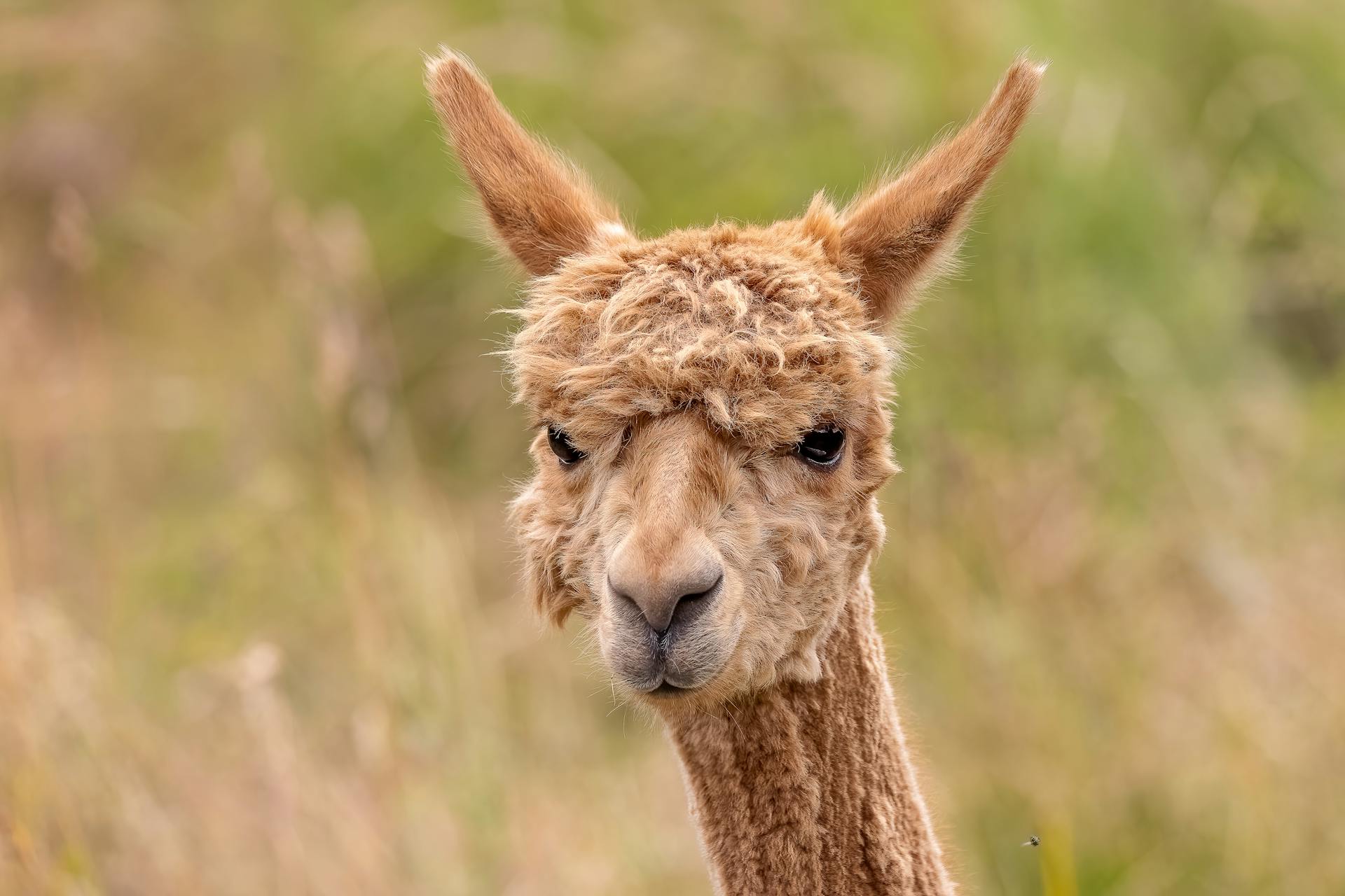 A detailed close-up portrait of an alpaca in a natural outdoor setting.