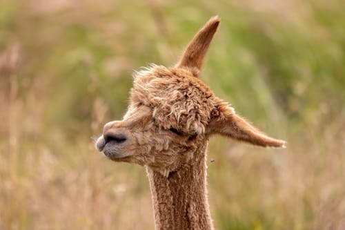 Close-Up Shot of an Alpaca 