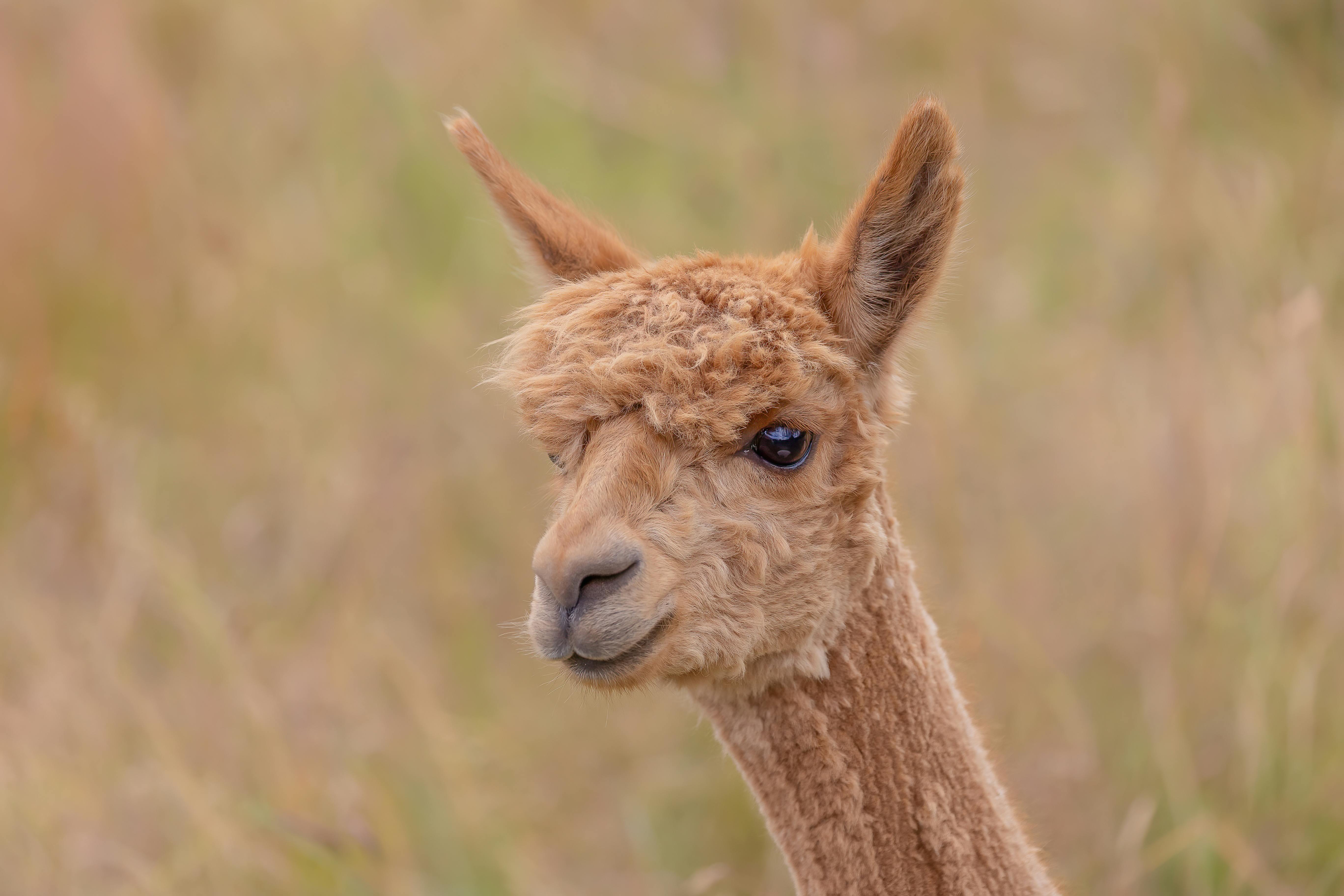 188+ Best Free Lama Stock Photos & Images · 100% Royalty-Free HD Downloads