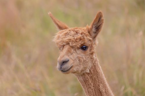 Free A detailed close-up of a curious alpaca gazing directly at the camera in a natural setting. Stock Photo