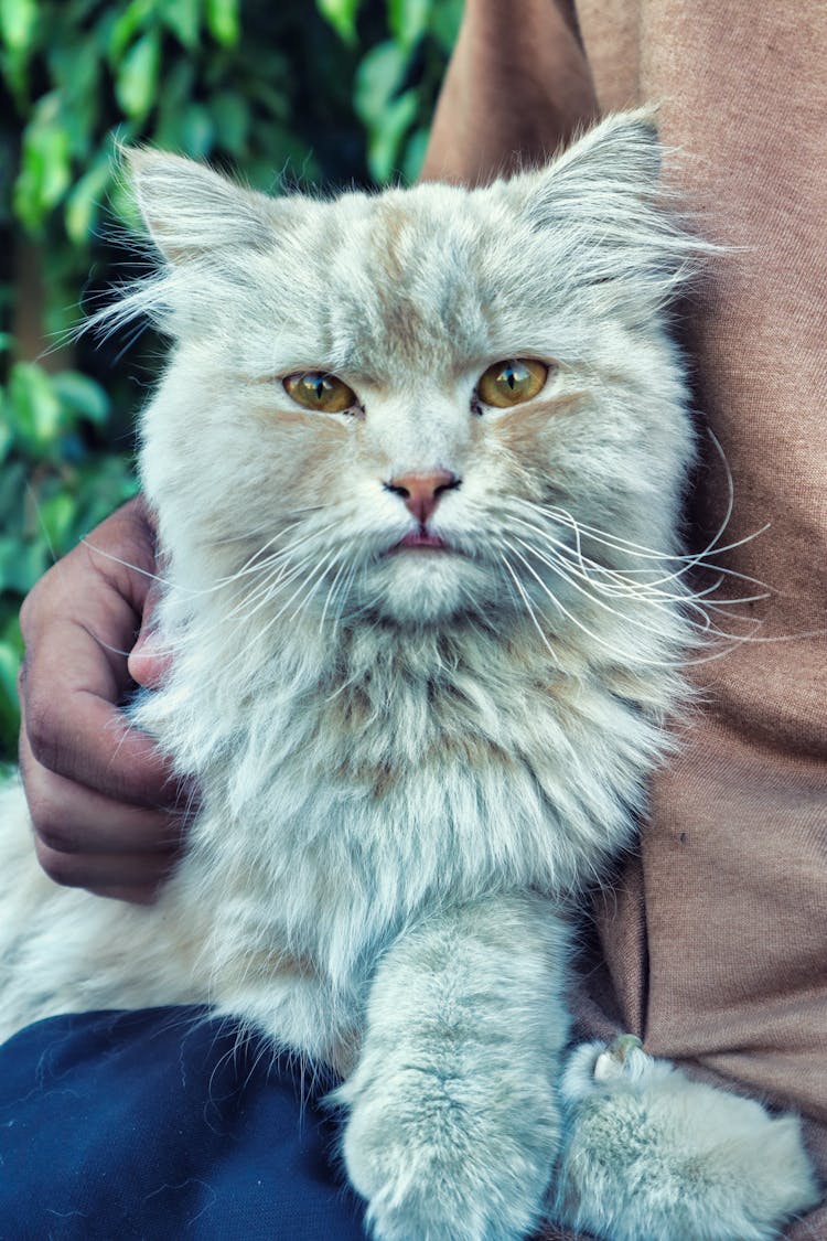 A Person Holding White Persian Cat