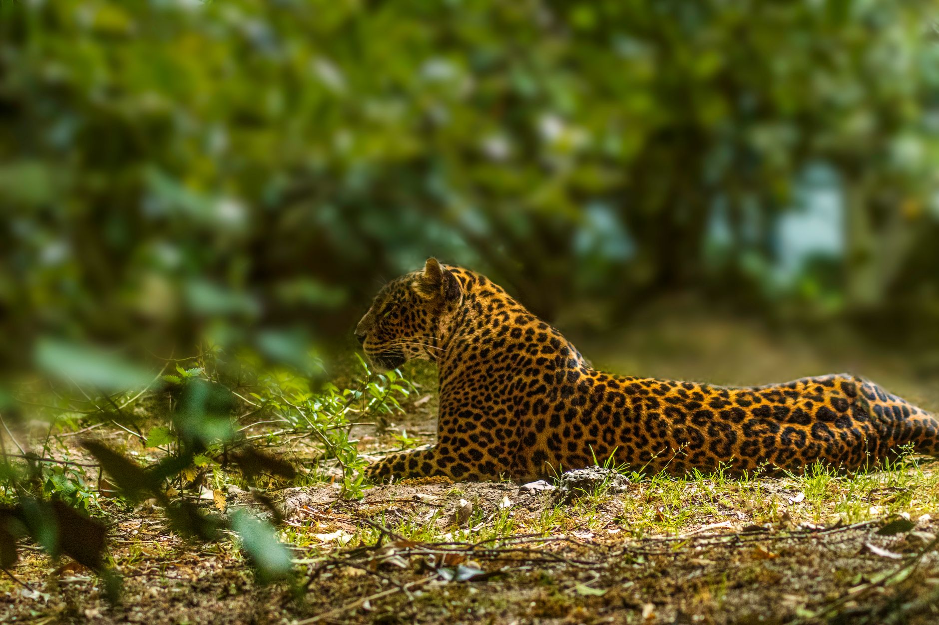 Popular sights in Wilpattu National Park Landmarks in Wilpattu National Park