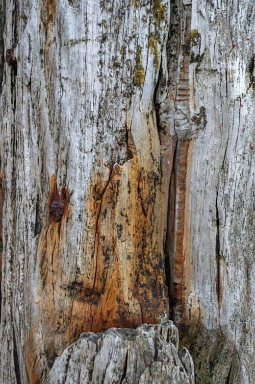 Close-up of a Tree Trunk 