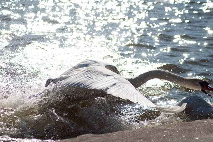 Sunshine Reflecting In Sea And A White Swan Raising Water Particles With Wings