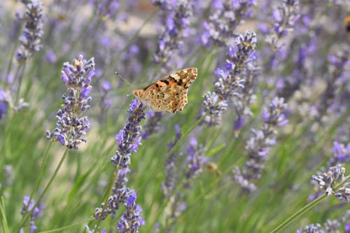 Free A Butterfly Perched on Lavender Flowers Stock Photo