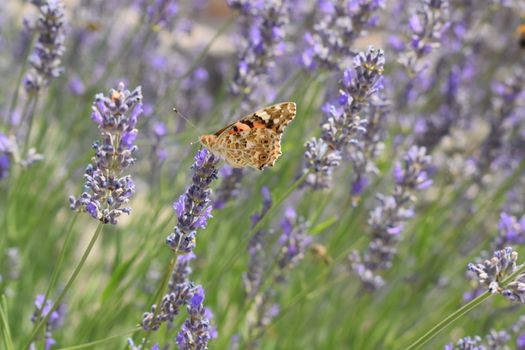 Butterfly on lavander.
