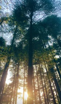 Sunlight filters through the tall trees, creating a peaceful forest scene.