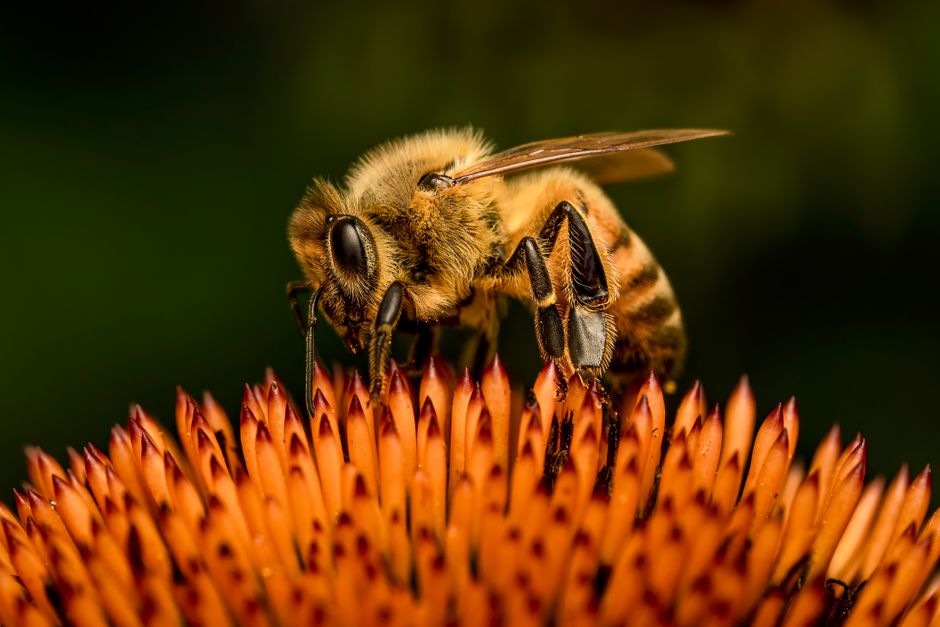 Fotomural Toma macro de una abeja posada en una flor naranja, capturando detalles intrincados.