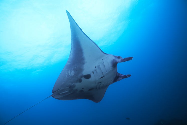 A Manta Ray Diving Deep Into The Ocean