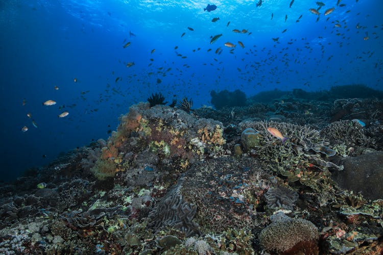 Group Of Fish Underwater