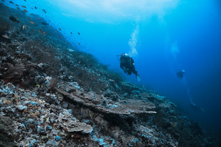 A Person Scuba Diving Near Coral Reefs