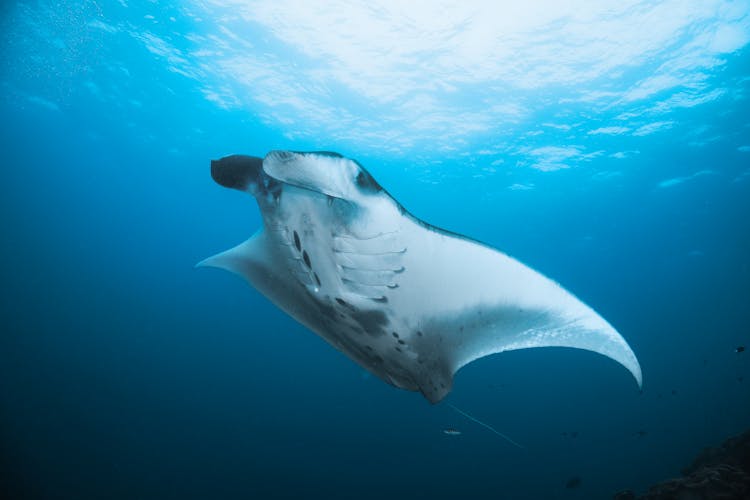 Manta Ray In Blue Ocean Water