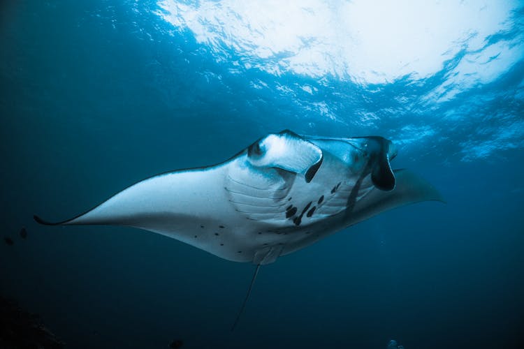 Underwater Photography Of A Manta Ray