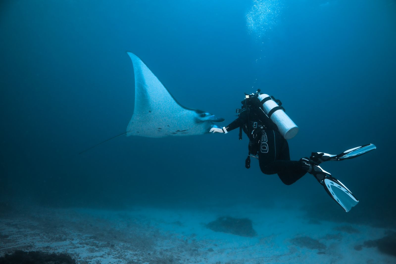 Manta nadando sobre una estación de limpieza junto a buceadores en Komodo.