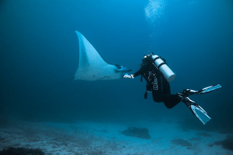 Scuba Diver And Manta Underwater