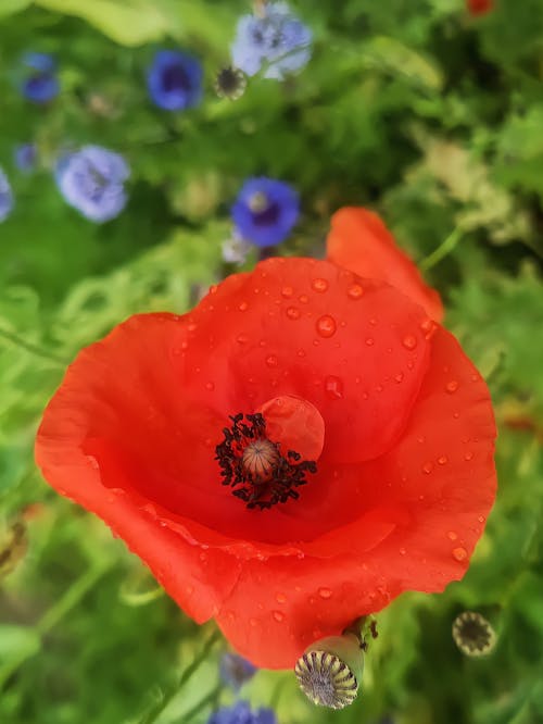 A Red Flower with Water Droplets