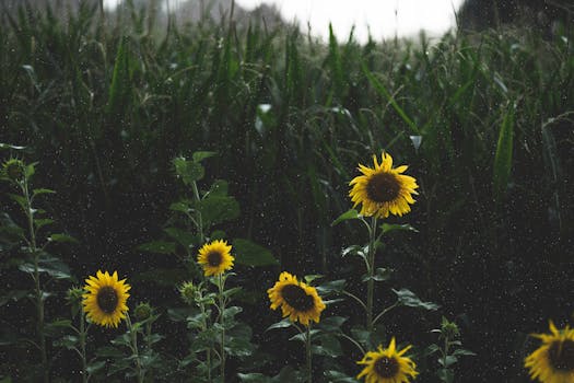 Capture of bright yellow sunflowers amidst a green field on a rainy day, embodying nature's beauty.