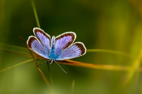 Close Up photo a Butterfly